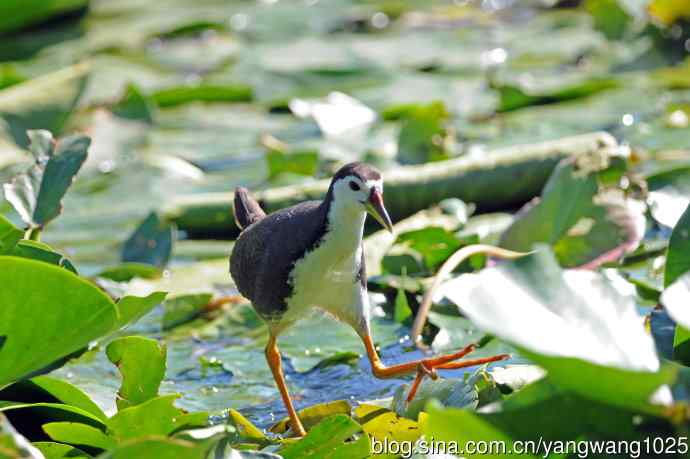 白胸苦恶鸟（5）