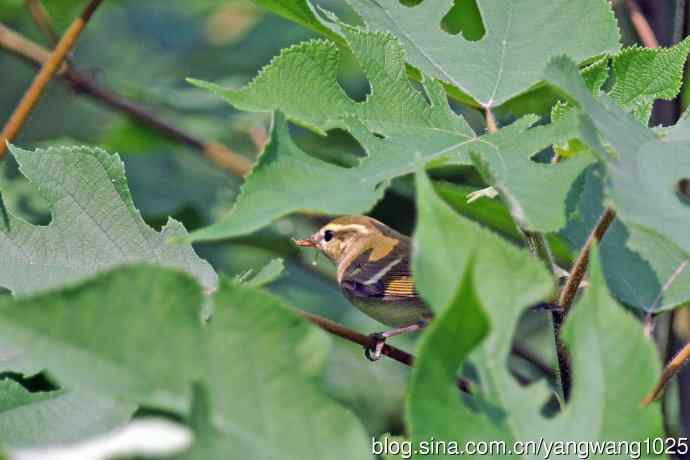 黄眉柳莺(25) 黄眉柳莺(25)