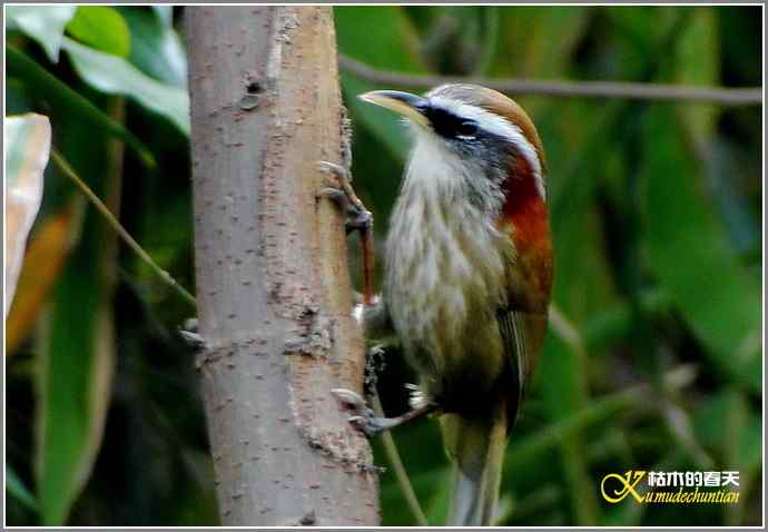 追拍鈥溩馗勾笙甥l鈥潯菊掌
