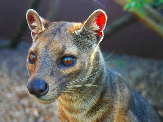 犬科:犬亚科犬属之西门豺、侧纹豺(胡狼类) 犬科:犬亚科犬属之西门豺、侧纹豺(胡狼类)