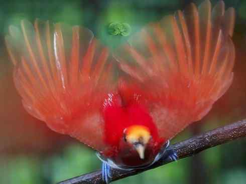 美丽无罪:雀鸟之极乐鸟 美丽无罪:雀鸟之极乐鸟