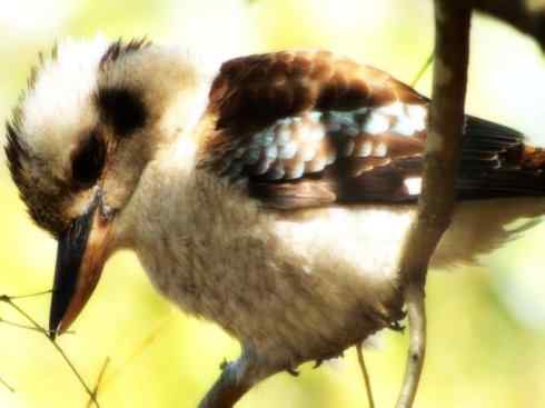 天生猎手：非猛禽类猎手之二（雀鸟也是屠夫——伯劳）