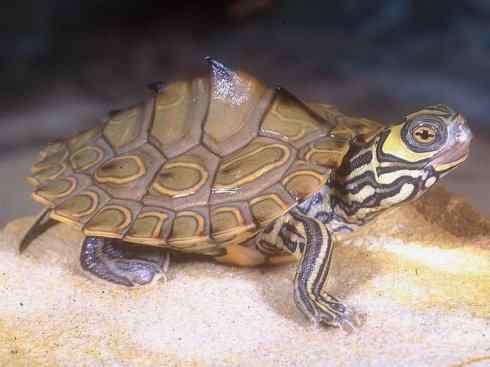 玄武：传说的兽原型探秘（鳄龟）