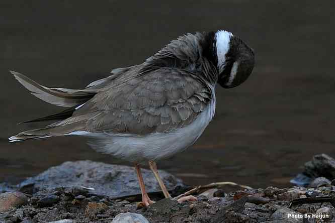 鸟为悦己者容(长嘴剑鸻梳妆)