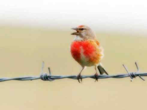 美丽无罪：雀鸟之雀类