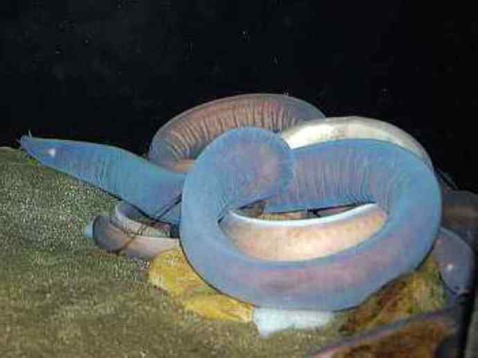 鱼类活化石：盲鳗