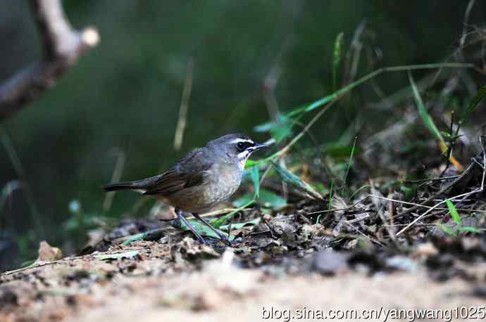 红喉歌鸲（17）