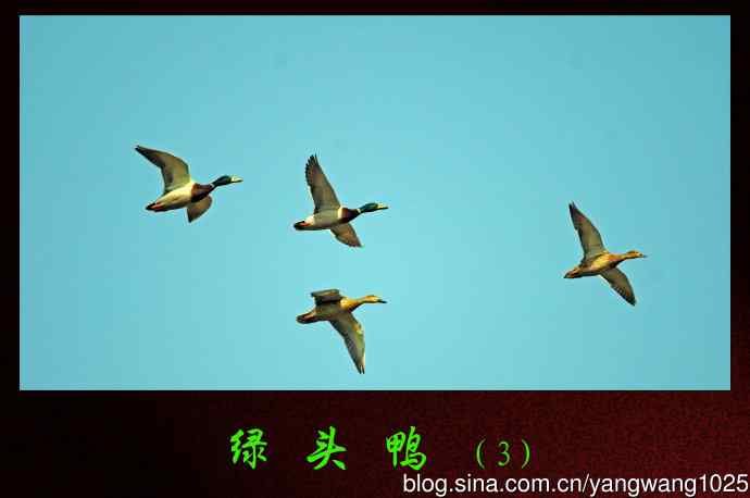 绿头鸭（3）