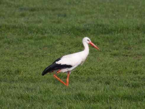 另类鸟类建筑师之一（白鹳、秃鹳）