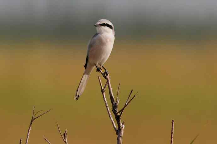 阿穆尔隼:野鸭湖黎明观猛* 阿穆尔隼:野鸭湖黎明观猛*