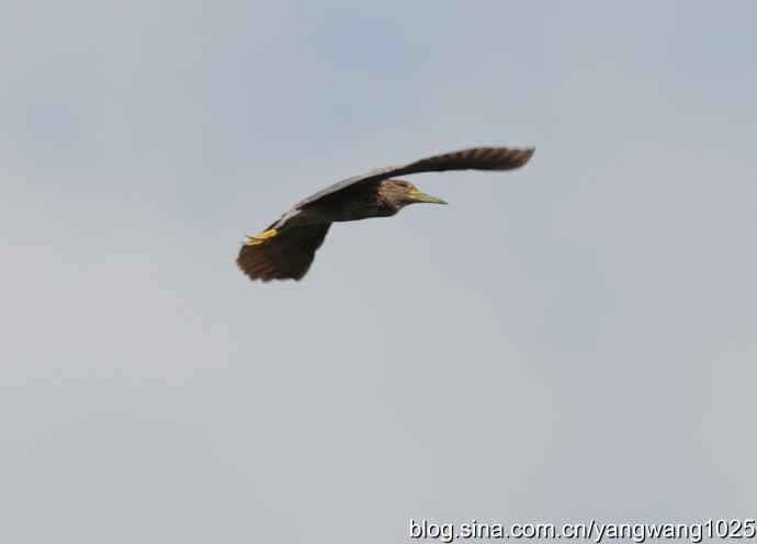 夜鹭与鹈鹕（抓拍）