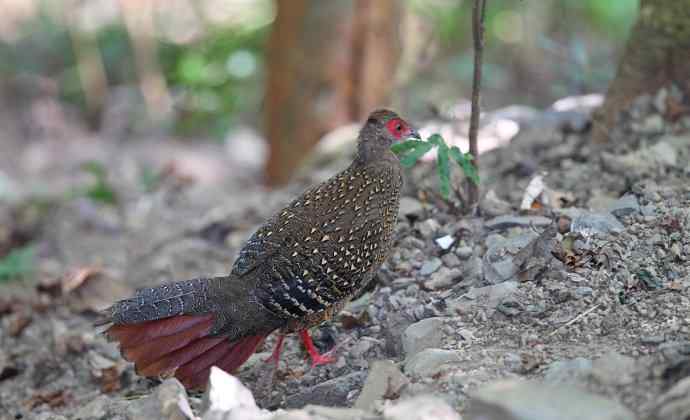 台湾特有鸟类——黑长尾雉（帝雉）