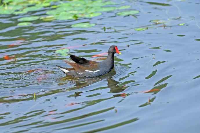 北京将府公园的鸟类——黑水鸡