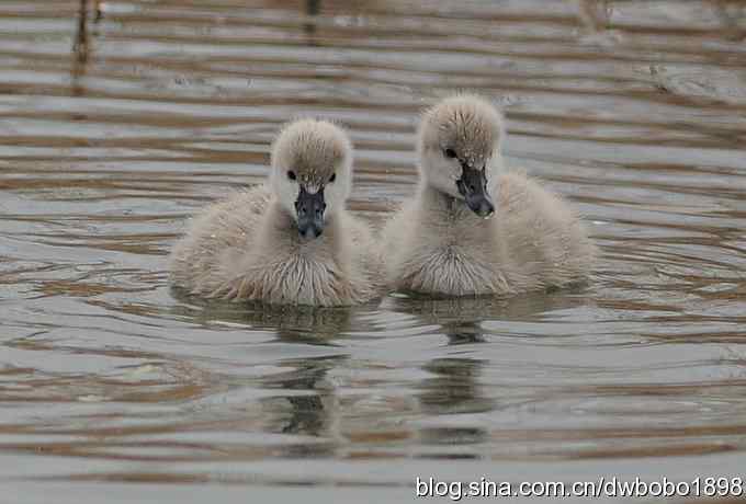 温情永驻 黑天鹅一家的幸福生活