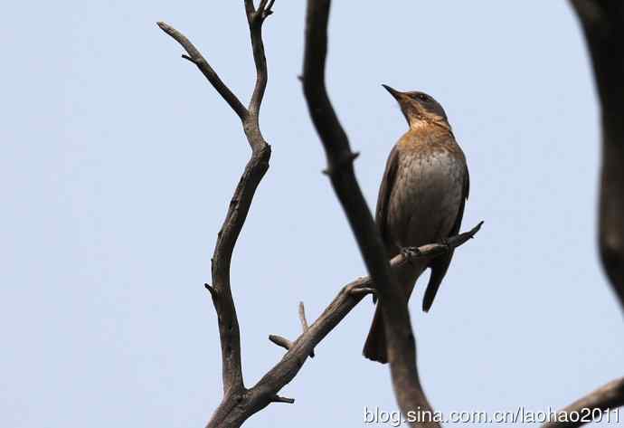 赤颈鸫和红胁蓝尾鸲