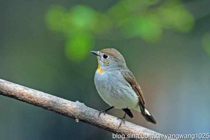 雄性红喉姬鹟（16）