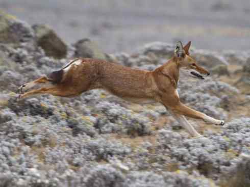 犬科:犬亚科犬属之西门豺、侧纹豺(胡狼类) 犬科:犬亚科犬属之西门豺、侧纹豺(胡狼类)
