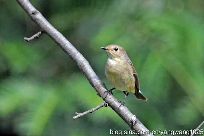 秋天的红喉姬鹟(8) 秋天的红喉姬鹟(8)