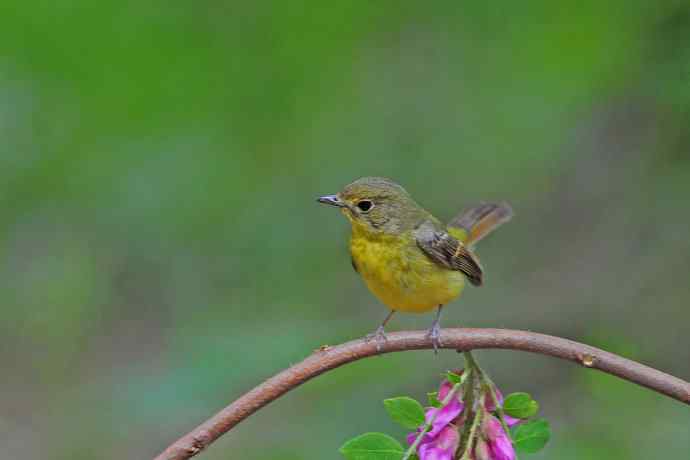 雌性绿背姬鶲（10）