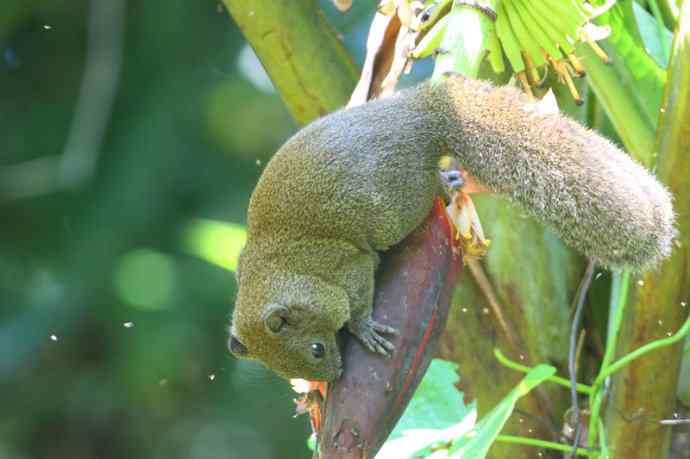 【版纳植物园三日 wbr新收获16种小鸟儿】