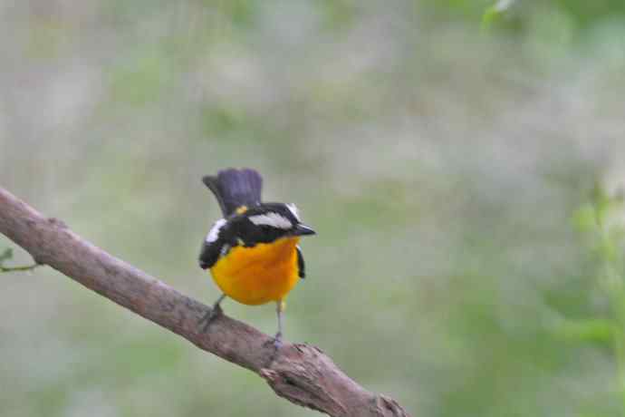 雄性白眉姬鹟（15）