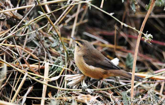 黑眉苇莺（5）