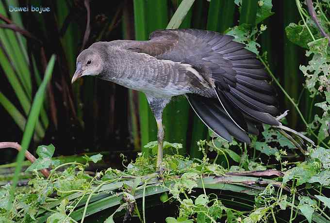黑水鸡少年健身版