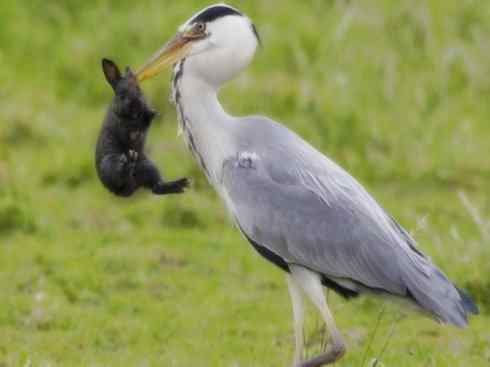 天生猎手：非猛禽类猎手之六（重量级的杀手——大型鹭鸟）