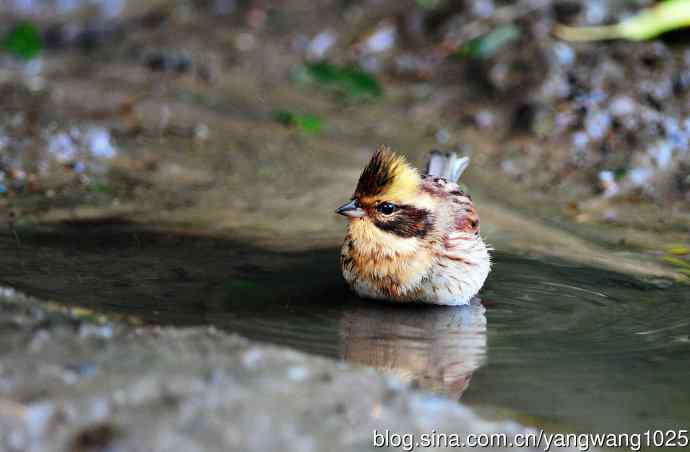 洗浴中的黄喉鹀
