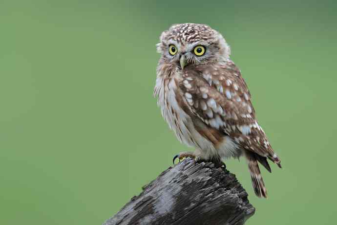 猫猫（戏说纵纹腹小鸮）