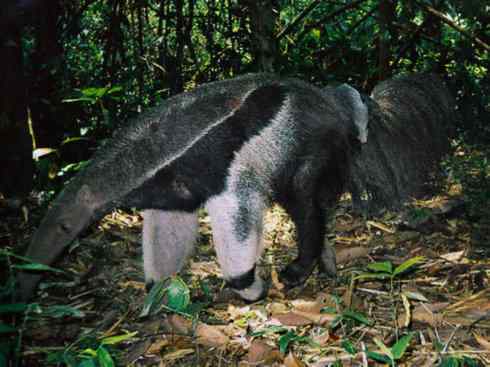 盘点十二大著名食蚁动物:食蚁兽 盘点十二大著名食蚁动物:食蚁兽