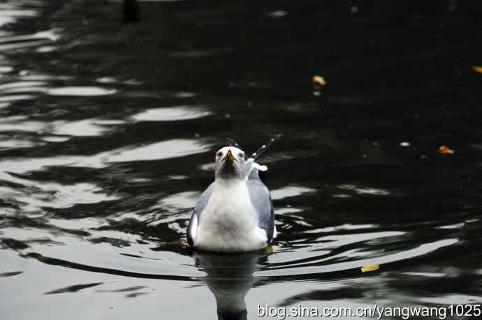 北京动物园的鸟类——海鸥(1)