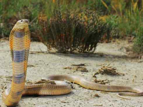 龙:传说的兽原型探秘(眼睛蛇类) 龙:传说的兽原型探秘(眼睛蛇类)