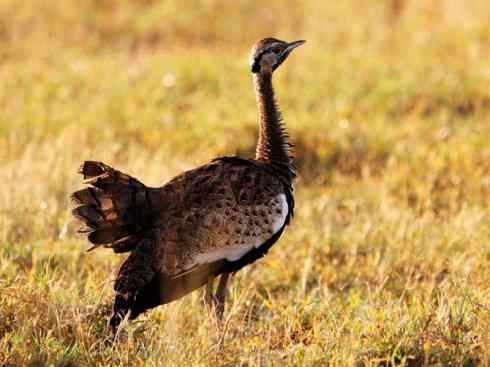 鸟类之最：大鸨