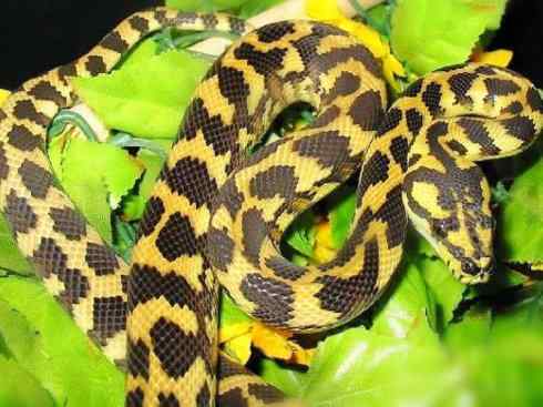 龙：传说的兽原型探秘（树蟒类）