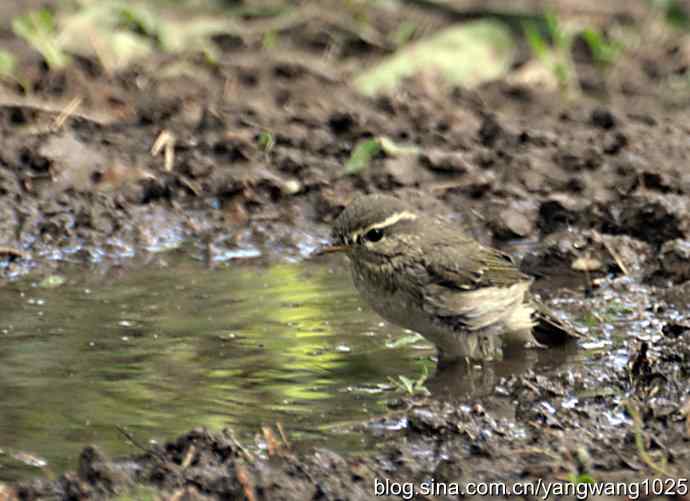 巨嘴柳莺（洗浴篇）