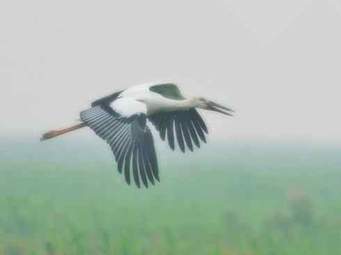 另类鸟类建筑师之一（白鹳、秃鹳）