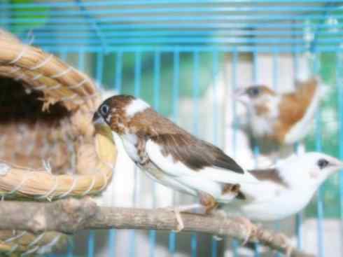 家禽驯化之源之十七