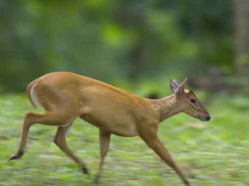 麒麟：传说的兽原型探秘（麂）