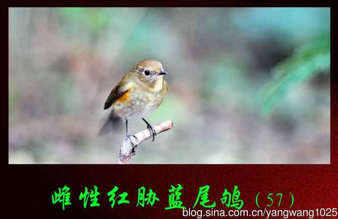 雌性红胁蓝尾鸲（57）