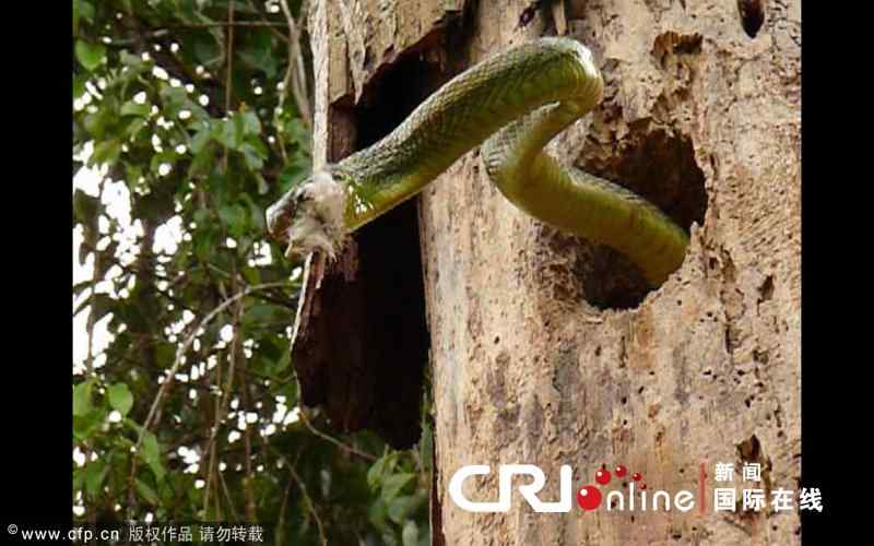 【视频】勇敢的啄木鸟 敢于和蛇战斗
