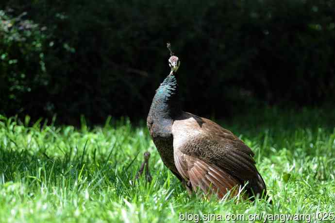 母与子（蓝孔雀）