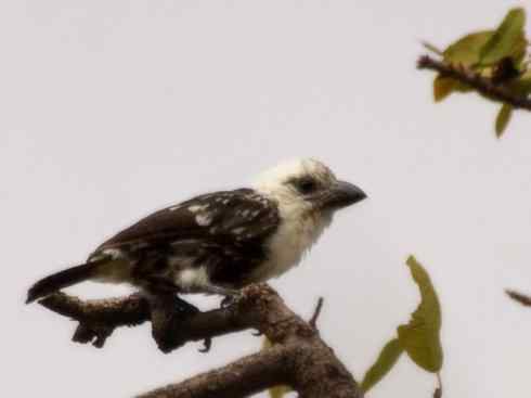 白头鸟系列：另类的美丽4