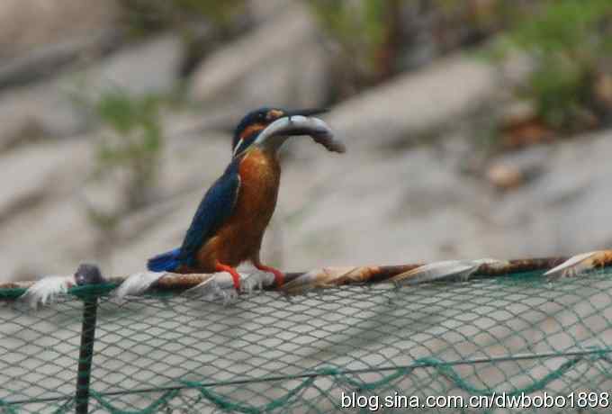 翠鸟欢鸣怀沙河