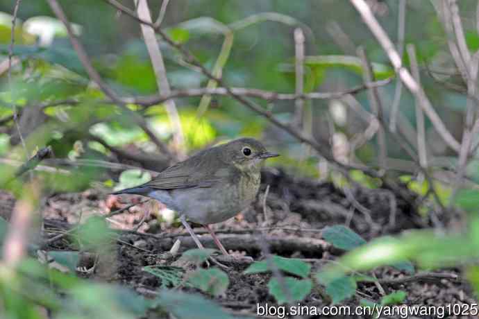 蓝歌鸲（亚成鸟）