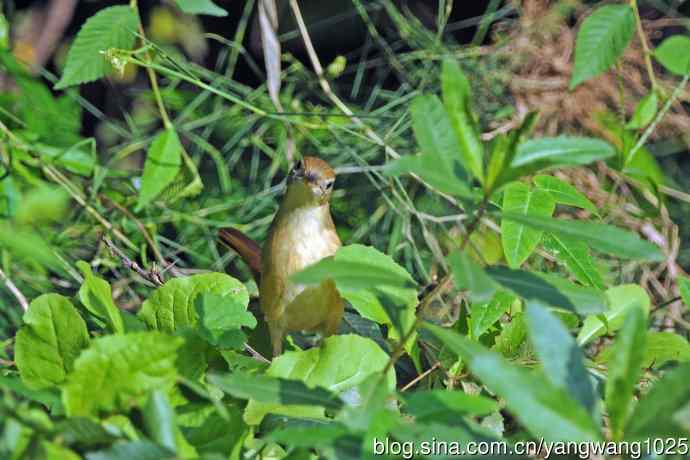 厚嘴苇莺(3) 厚嘴苇莺(3)