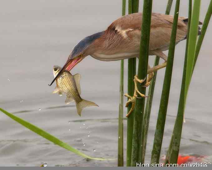 铁证！——实拍黄大脚作案全过程（组图，15张图片）