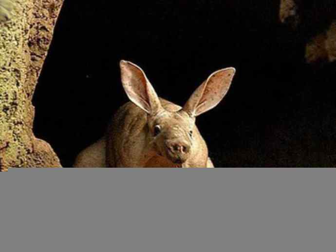 盘点十二大著名食蚁动物：土豚