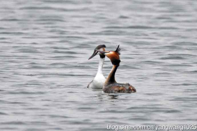 蜜月中的凤头