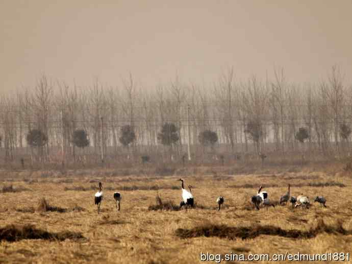 野外的珍禽丹顶鹤-穷人大炮及望远镜拍摄